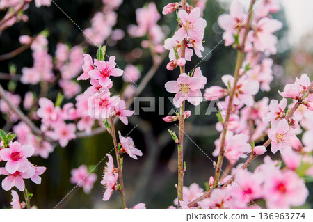 Spring time peach blossoms in full bloom, gentle flowers on branches. 136963774