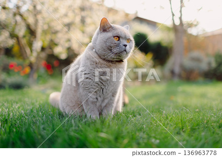 Scottish straight cat portrait outdoor. Serious cute cat Scottish straight cat portrait outdoor. Serious cute cat 136963778