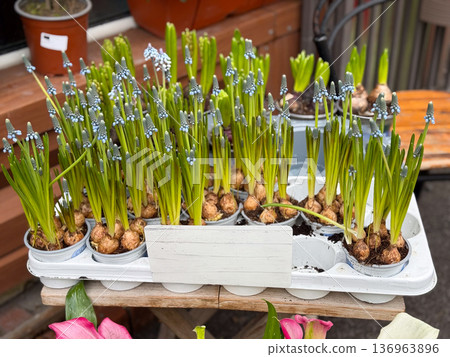 Grape hyacinth bulbs sprouting in small pots. Spring growth, gardening hobby and seasonal plant retail concept. Grape hyacinth bulbs sprouting in small pots. Spring growth, gardening hobby and seasonal plant retail concept. 136963896