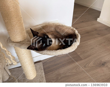 Siamese cat resting in scratching post hammock. Domestic calmness, cozy interior and peaceful pet lifestyle. Siamese cat resting in scratching post hammock. Domestic calmness, cozy interior and peaceful pet lifestyle. 136963910