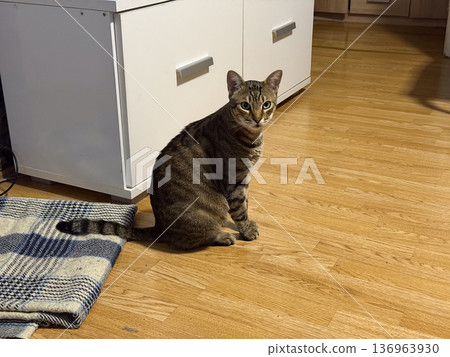 Tabby cat sitting on wooden floor near cabinet. Domestic calmness, home interior lifestyle and quiet evening atmosphere. 136963930