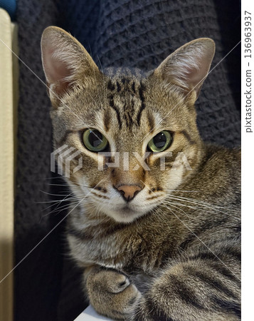 Closeup portrait of tabby cat with green eyes. Curiosity, calm observation and intimate domestic atmosphere. Closeup portrait of tabby cat with green eyes. Curiosity, calm observation and intimate domestic atmosphere. 136963937