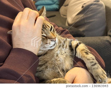 Owner stroking tabby cat on couch at home. Care, affection and peaceful domestic lifestyle moment Owner stroking tabby cat on couch at home. Care, affection and peaceful domestic lifestyle moment 136963943