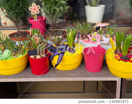 Colorful potted spring plants on outdoor shelf. Gardening hobby, home decor, seasonal renewal, floral arrangement concept Colorful potted spring plants on outdoor shelf. Gardening hobby, home decor, seasonal renewal, floral arrangement concept 136963971