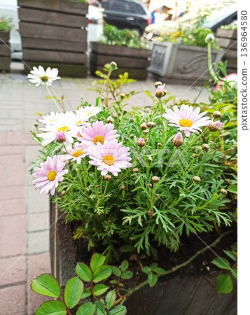 Pink daisy flower blooming in urban planter with green foliage on street background. Outdoor gardening concept of spring blossom nature beauty and city landscape Pink daisy flower blooming in urban planter with green foliage on street background. Outdoor gardening concept of spring blossom nature beauty and city landscape 136964580