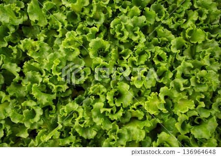 Organic background. Green salad leaves 136964648