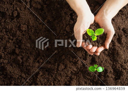 Man gardener plants seedlings in the ground 136964839