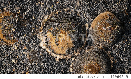 Dry Sunflower Heads After Harvest On Ground, Organic Farming And Seed production 136964849