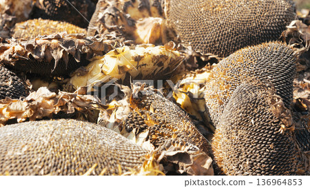 Dry Sunflower Heads After Harvest On Ground, Organic Farming And Seed production 136964853
