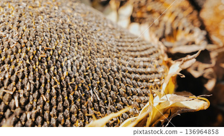 Ripe Sunflower Head Lying Before Seed Harvest, ready for seed extraction. Ripe Sunflower Head Lying Before Seed Harvest, ready for seed extraction. 136964858