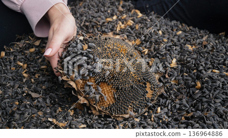 Woman Threshing Sunflower Seeds Hand With Stick, Hitting Dry Flower Heads stick 136964886