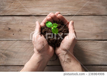 Plant seedling and soil in hands on wooden background Plant seedling and soil in hands on wooden background 136964906