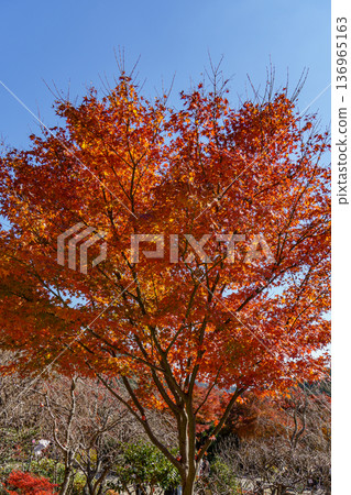 autumn time near osaka in japan autumn time near osaka in japan 136965163
