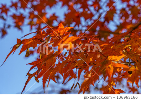 autumn time near  osaka in japan 136965166