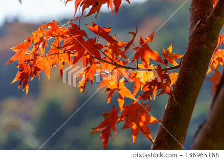 autumn time near osaka in japan autumn time near osaka in japan 136965168