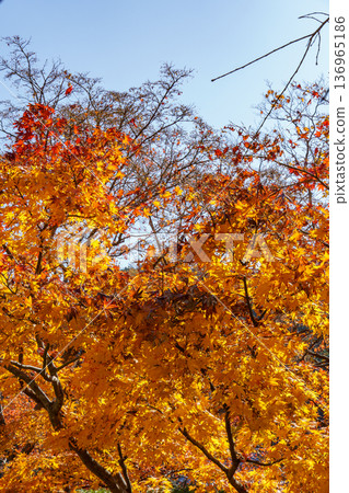 autumn time near osaka in japan autumn time near osaka in japan 136965186