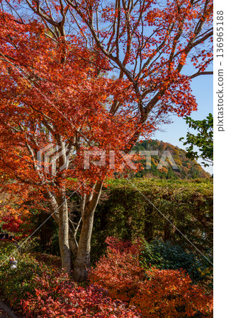 autumn time near osaka in japan autumn time near osaka in japan 136965188