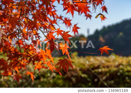 autumn time near  osaka in japan 136965189