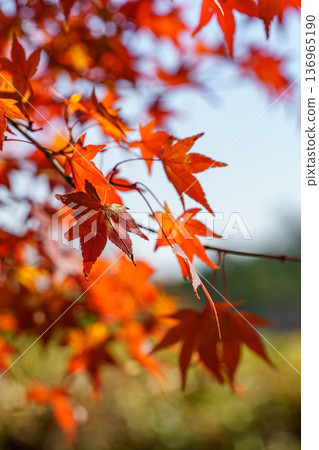 autumn time near osaka in japan autumn time near osaka in japan 136965190