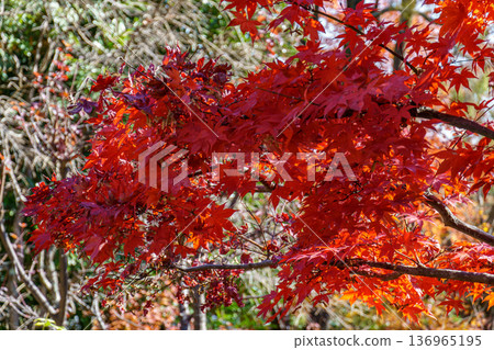 autumn time near osaka in japan autumn time near osaka in japan 136965195