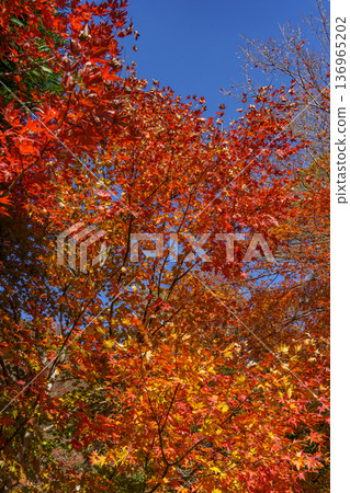 autumn time near osaka in japan autumn time near osaka in japan 136965202