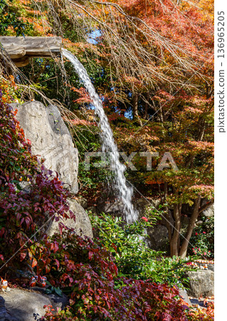 autumn time near  osaka in japan 136965205