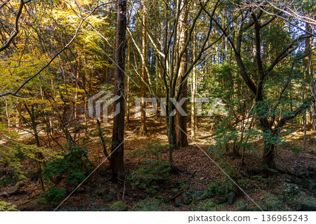 autumn time near osaka in japan autumn time near osaka in japan 136965243