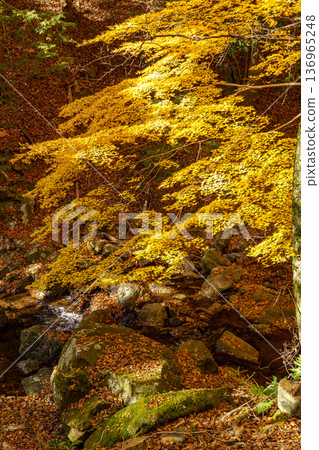 autumn time near osaka in japan autumn time near osaka in japan 136965248