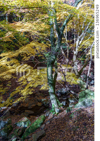 autumn time near  osaka in japan 136965249