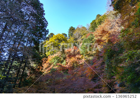 autumn time near osaka in japan autumn time near osaka in japan 136965252