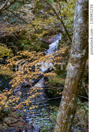 autumn time near  osaka in japan 136965256