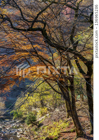 autumn time near osaka in japan autumn time near osaka in japan 136965286