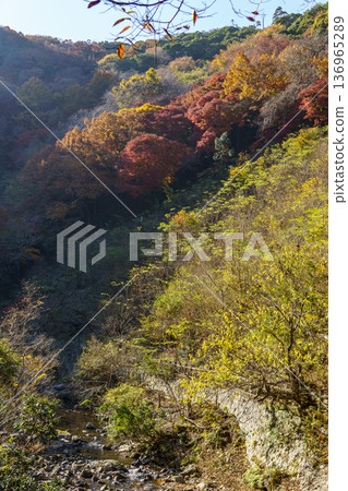 autumn time near osaka in japan 136965289