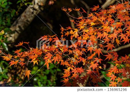 autumn time near osaka in japan autumn time near osaka in japan 136965296