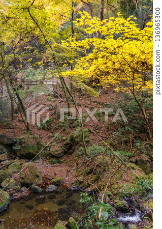 autumn time near osaka in japan 136965300