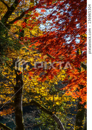 autumn time near osaka in japan 136965304