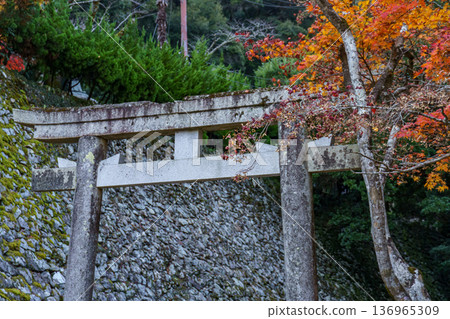 autumn time near osaka in japan 136965309