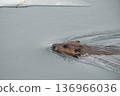 Beaver swimming in a lake in the middle of winter 136966036