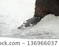 A beaver's scaly tail slightly covered in snow 136966037
