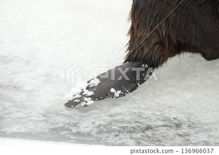 海狸的鱗狀尾巴上略微覆蓋著一層雪。 136966037