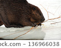 Beaver chewing on a tree branch on the ice 136966038