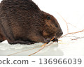 Beaver gnawing on a branch on the ice 136966039
