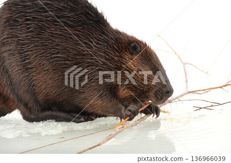 Beaver gnawing on a branch on the ice Beaver gnawing on a branch on the ice 136966039