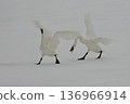 A trumpeter swan spreads its wings and moves dynamically on the ice 136966914