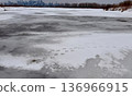 Trumpeter swan footprints left on the frozen lake surface 136966915