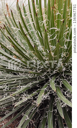 Spiky succulent plant texture with radial natural pattern 136967781
