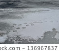 Large footprints of a trumpeter swan remaining on the lake surface 136967837