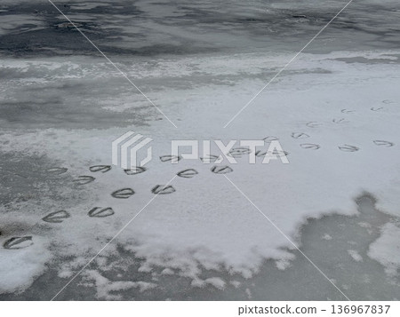 湖面上殘留著一隻大天鵝的巨大腳印 136967837