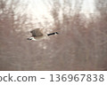 Canada Goose flying solo 136967838