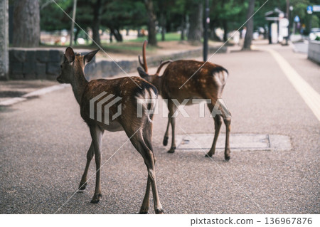 [Nara Park] A town where adorable deer live freely 136967876